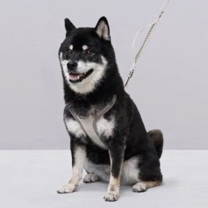 올지 세이프 하네스 용품